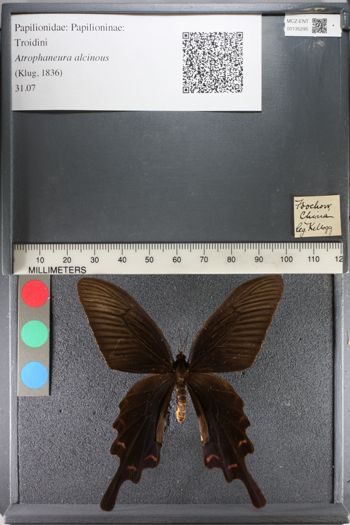 Media type: image;   Entomology 135295